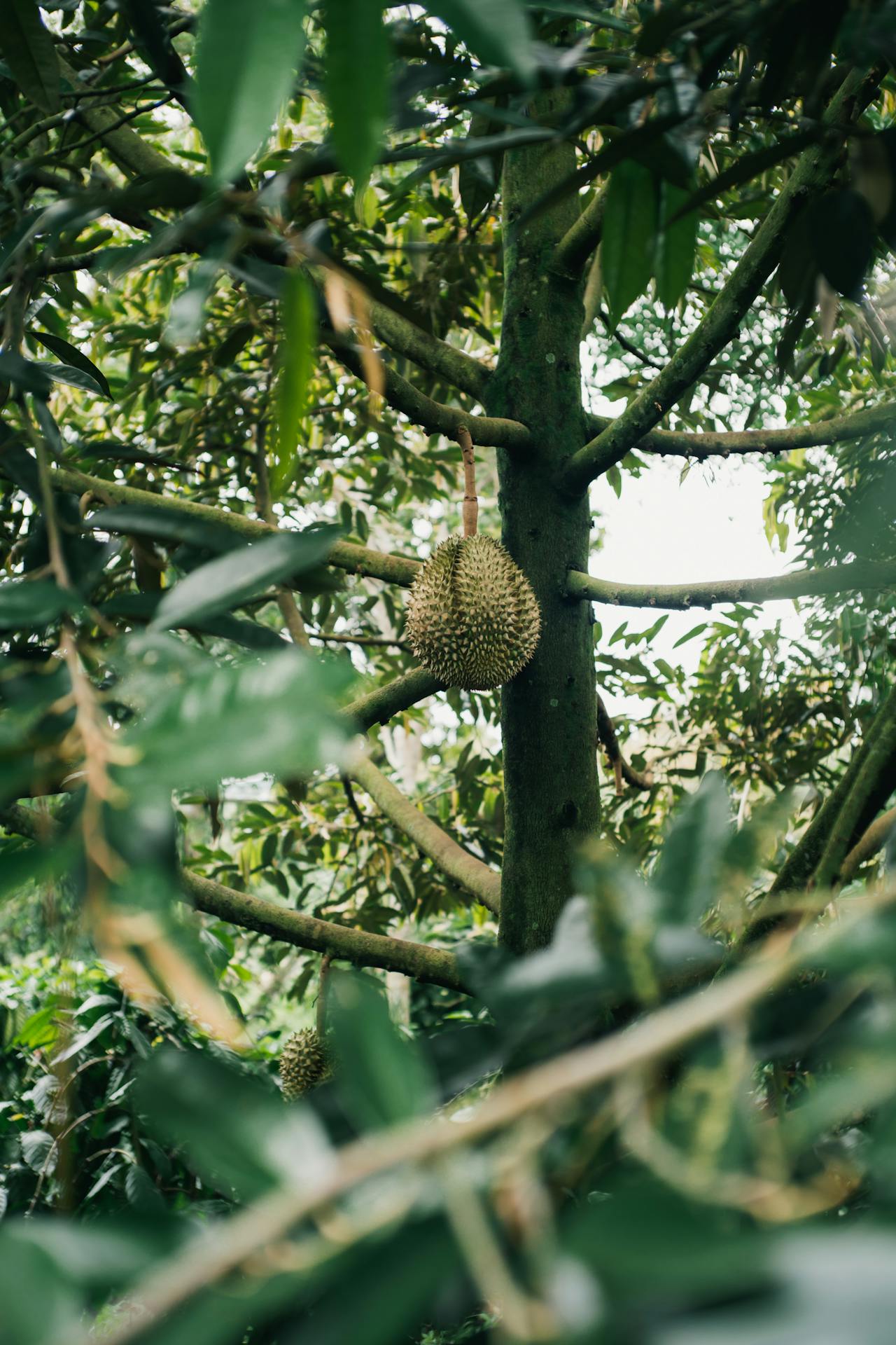 Durian in Buon Ma Thuot Dak Lak - Capture the authentic charm of Vietnam’s lush scene